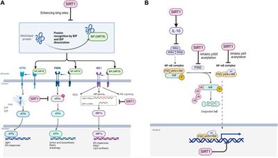 SIRT1 exerts protective effects by inhibiting endoplasmic reticulum stress and NF-κB signaling pathways